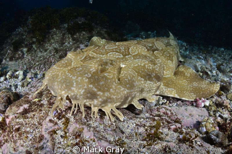 "Pale Face" Wobbegong by Mark Gray 