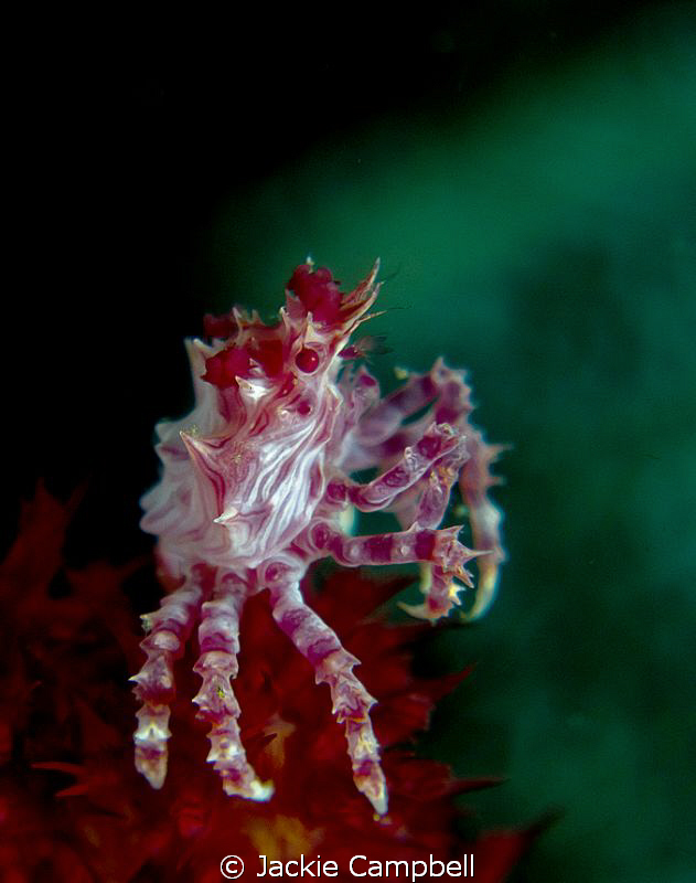 'Candy' Coral crab taken with Canon S90, 2 x Inon close u... by Jackie Campbell 