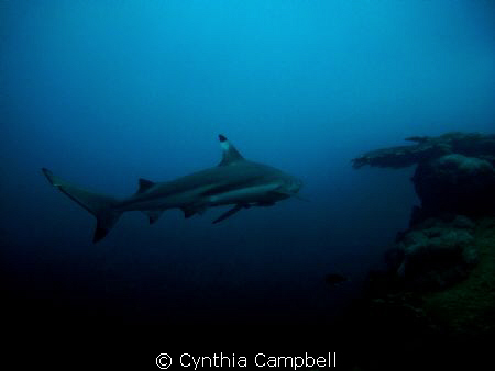 This Black Tip Reef Shark surprised with me when I turn t... by Cynthia Campbell 