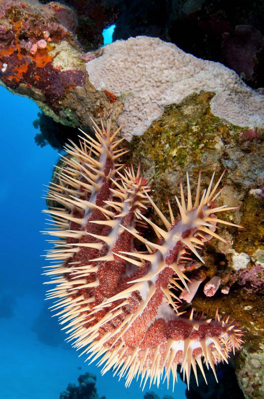 This is the only Crown of Thorns Starfish that I have eve... by Paul Colley 