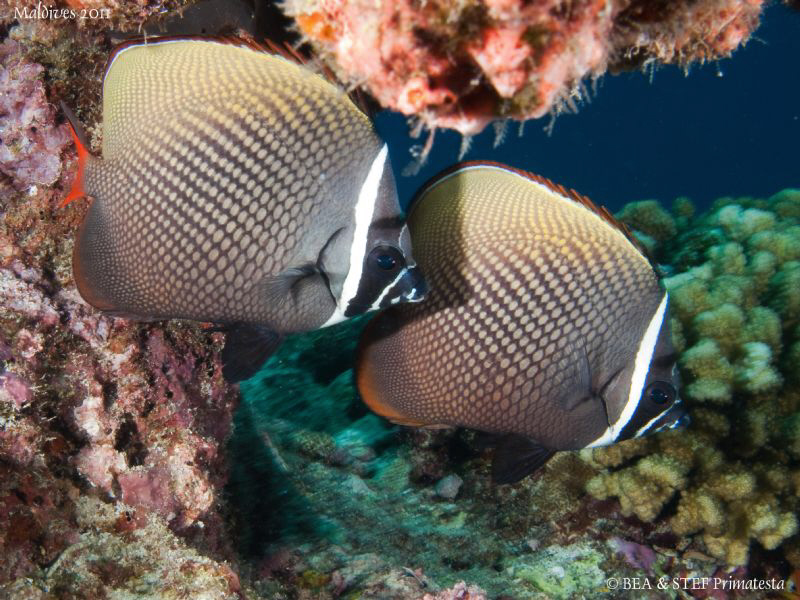 Butterflyfish (Chaetodon collare). by Bea & Stef Primatesta 