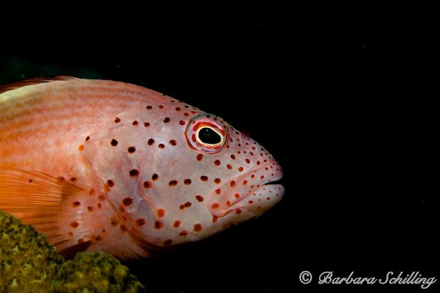 Hawkfish on the lookout by Barbara Schilling 