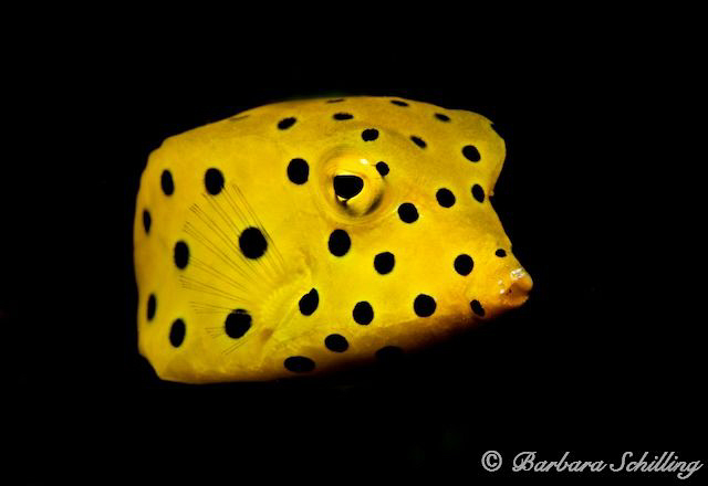 Baby Trunkfish by Barbara Schilling 
