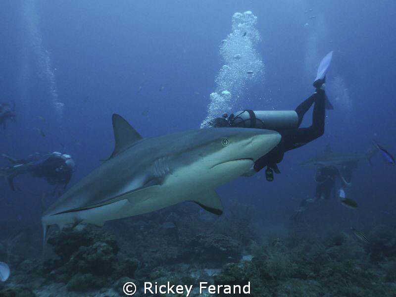 Shark Dive, Roatan, Honduras by Rickey Ferand 