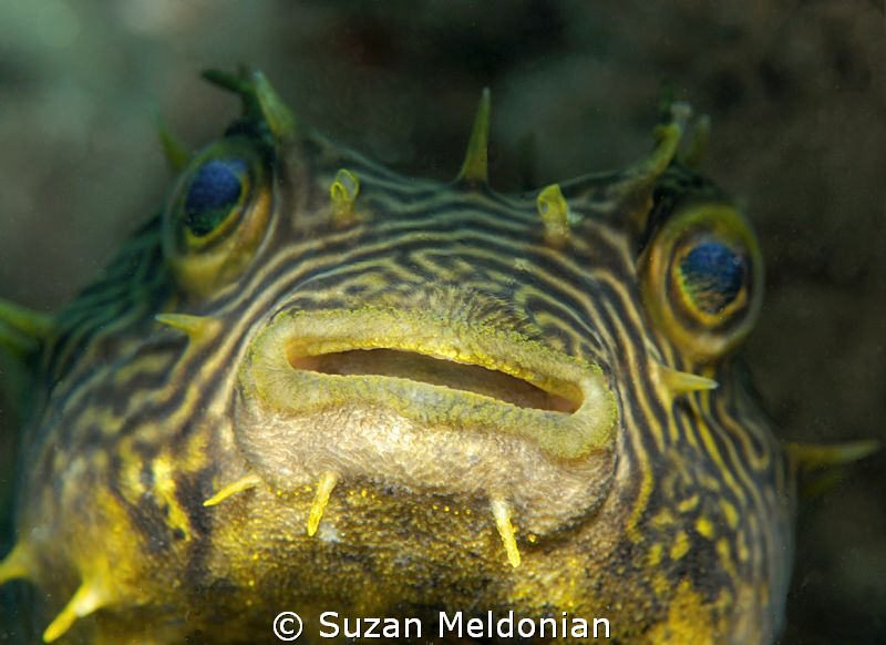 Striped Burrfish up front & personal! by Suzan Meldonian 