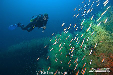 WW2 Wrecks from the Usukan Baya area of Sabah just 40 min... by Richard Swann 
