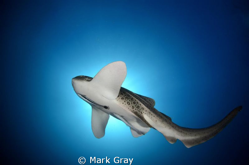 "Spotlight on the spots". Leopard shark midwater by Mark Gray 