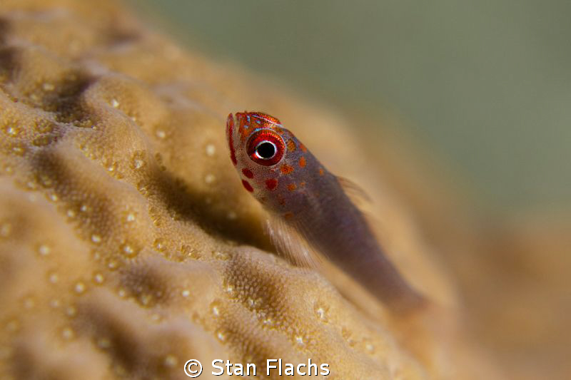 Red spotted goby by Stan Flachs 