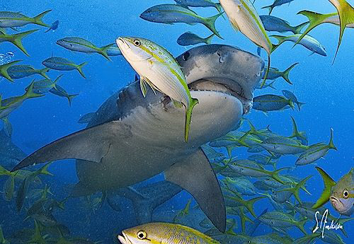 Tigers,Lemons,Reef Sharks everywhere in competition with ... by Steven Anderson 