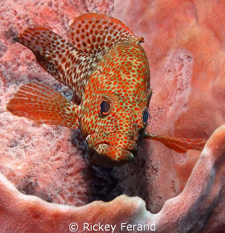 Red Hind inside a large pinkish sponge - Roatan, Honduras by Rickey Ferand 