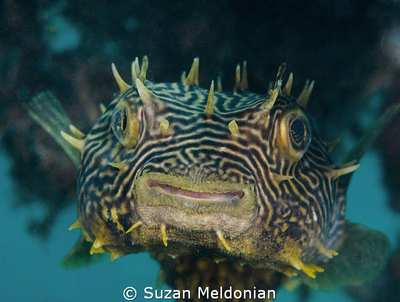 Striped Burrfish by Suzan Meldonian 