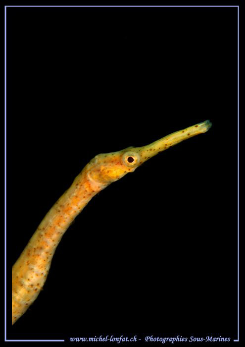 Pipefish in the water's of Lembeh Strait. by Michel Lonfat 