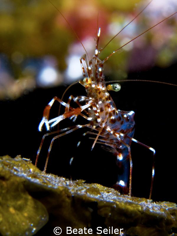 Shrimp , taken with canon G10 and UCL165 by Beate Seiler 