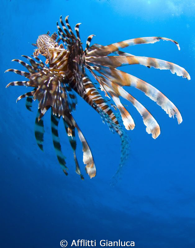 lion fish by Afflitti Gianluca 