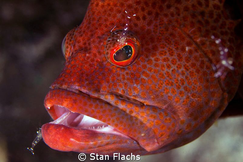 Grouper by Stan Flachs 