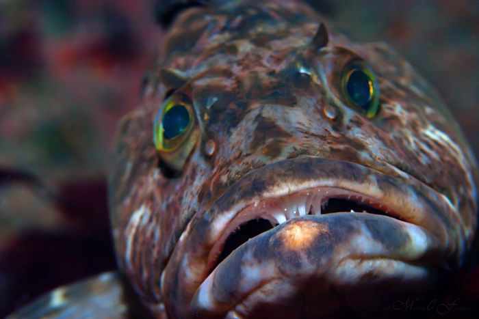 A face only a mother could love...

Lingcod
Canon 20D
... by Matthew Fischbach 