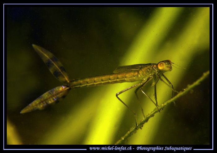 Another kind of Mayfly found in a small water retention n... by Michel Lonfat 