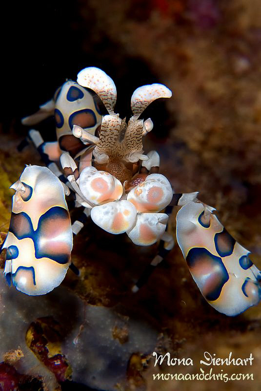 To my surprise I found this little harlequin shrimp and i... by Mona Dienhart 
