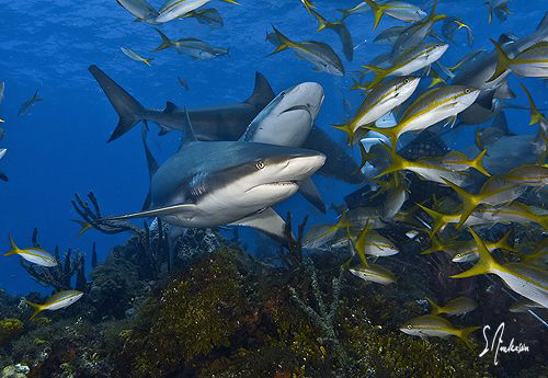 Reef Sharks find interest in our bait crates which are se... by Steven Anderson 