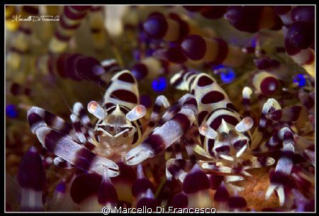 Cip&Ciop  (Coleman shrimp) by Marcello Di Francesco 