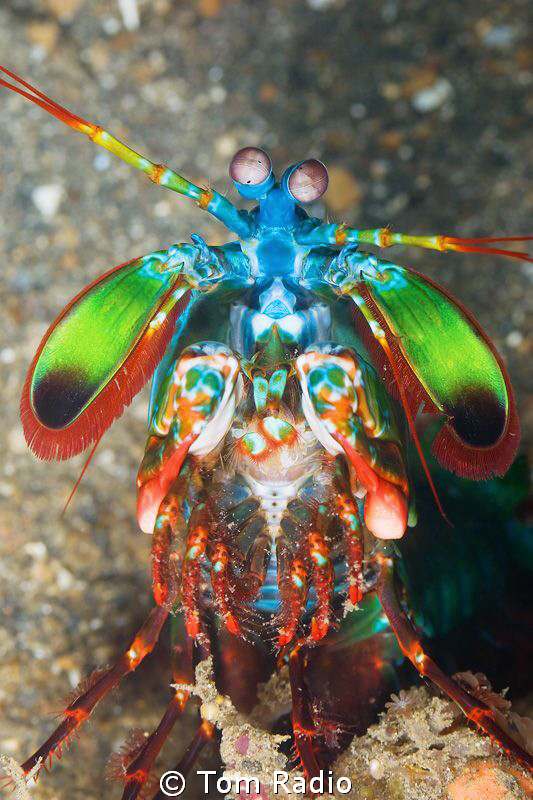 Mantis Shrimp
Bali, Indonesia by Tom Radio 