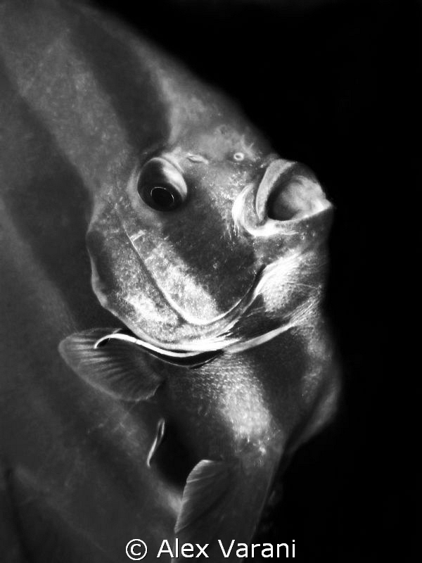 Bat-fish cleaning in black and white by Alex Varani 