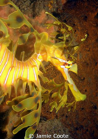 "The Beauty in our Bay"
Leafy Sea Dragon profile at Tumb... by Jamie Coote 