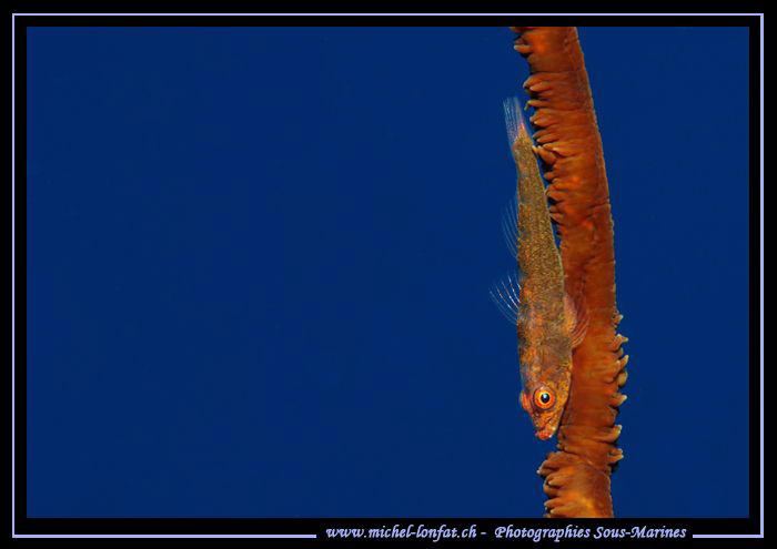Little Goby on a Wip Coral in the water's of the Red Sea... by Michel Lonfat 