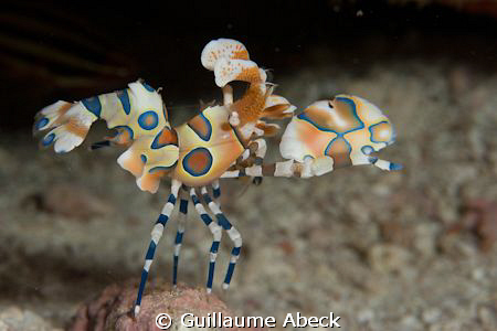 harlequin shrimp on Velagali Thila, South Ari Atoll, Lily... by Guillaume Abeck 