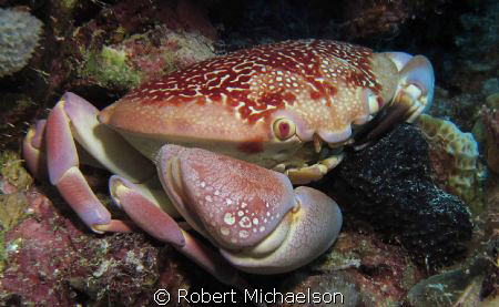 Reef Crab at "Just a Nice Dive", Klein Bonaire by Robert Michaelson 