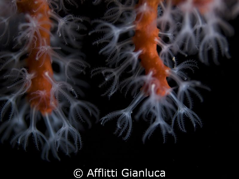 red coral by Afflitti Gianluca 