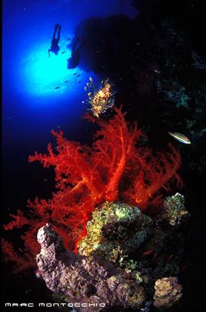 Bells to Blue Hole, Soft corals, Lion fish and divers. by Marc Montocchio 