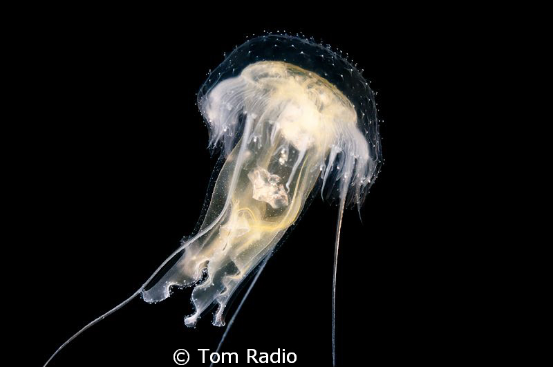 Not sure what kind of jellyfish this is...anybody else kn... by Tom Radio 