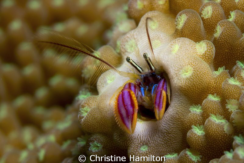 A Hole in the Coral by Christine Hamilton 