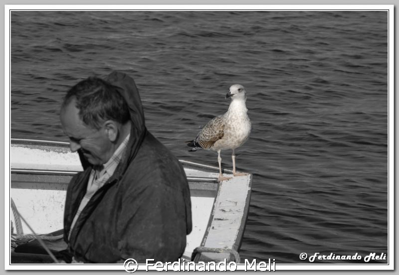 A seagull observes a fisherman. by Ferdinando Meli 