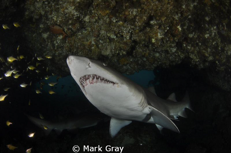"Keeper of the cave"......GNS inside the "Cod Hole", Byro... by Mark Gray 