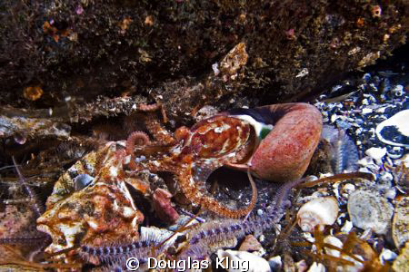 Coming out to play. This tiny juvenile two-spot octopus h... by Douglas Klug 