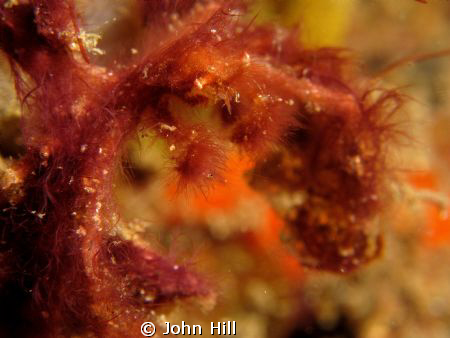 Orangutan Crab.  These are hard to focus on, so hairy!  L... by John Hill 
