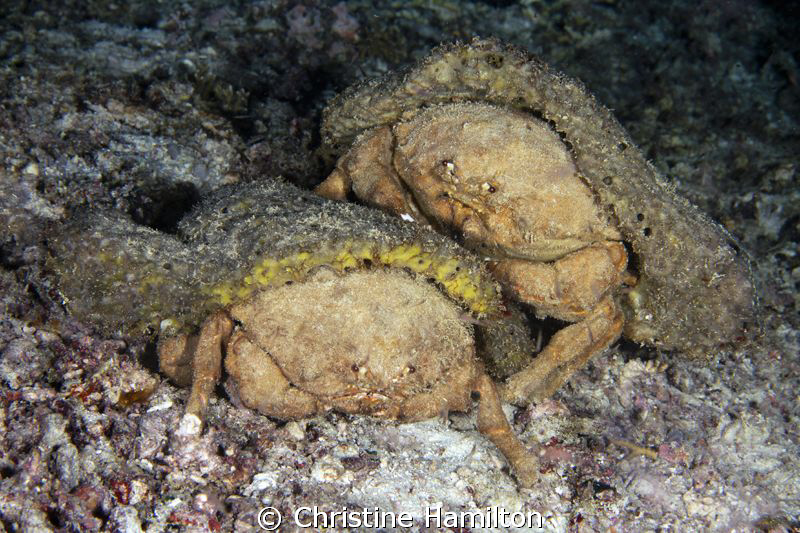 Two Sponge Crabs Caught in the Act ! by Christine Hamilton 