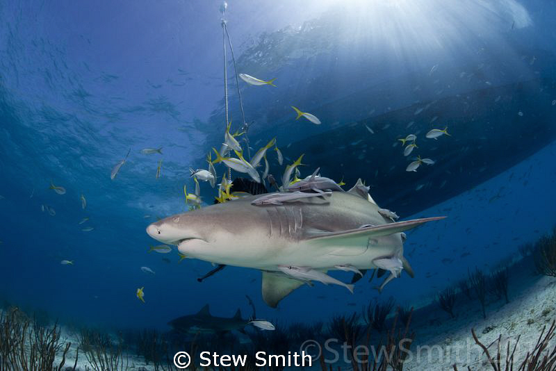 A lemon Shark circles the bait boxes. by Stew Smith 
