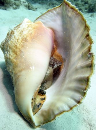 Conch, Canon Digital Rebel with 14mm Sigma Lens. Aquatica... by Sally Thomson 