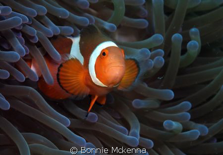 Amphiprion ocellaris or False Clown Anenomefish. Photo ta... by Bonnie Mckenna 