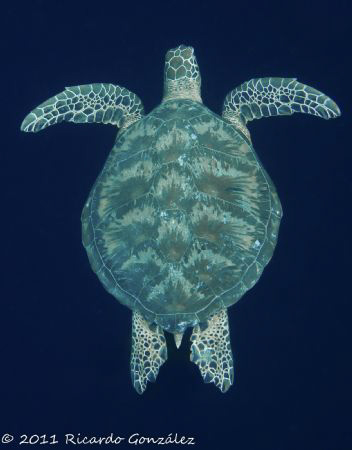 Green turtle on the blue. 
Doesn't matter how many times... by Ricardo Gonzalez 