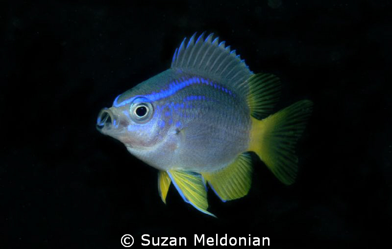 Cocoa Damselfish juvenile- Inhaling a little lunch. by Suzan Meldonian 