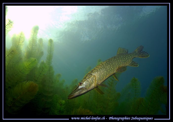 Pike Fish on the hunt... :O)... by Michel Lonfat 
