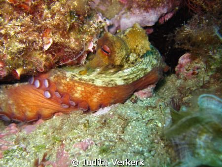Close up, oktopus sleeping. Punta Salinas, Estartit/spain. by Judith Verkerk 