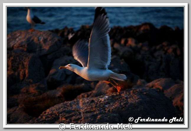 A seagull take-off. by Ferdinando Meli 