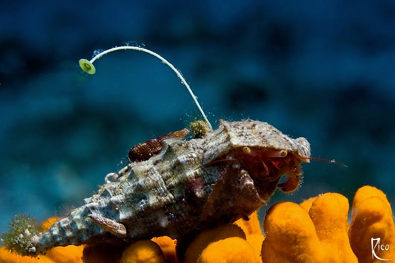 "Live on air" - This small hermid crab seems to have a pr... by Rico Besserdich 