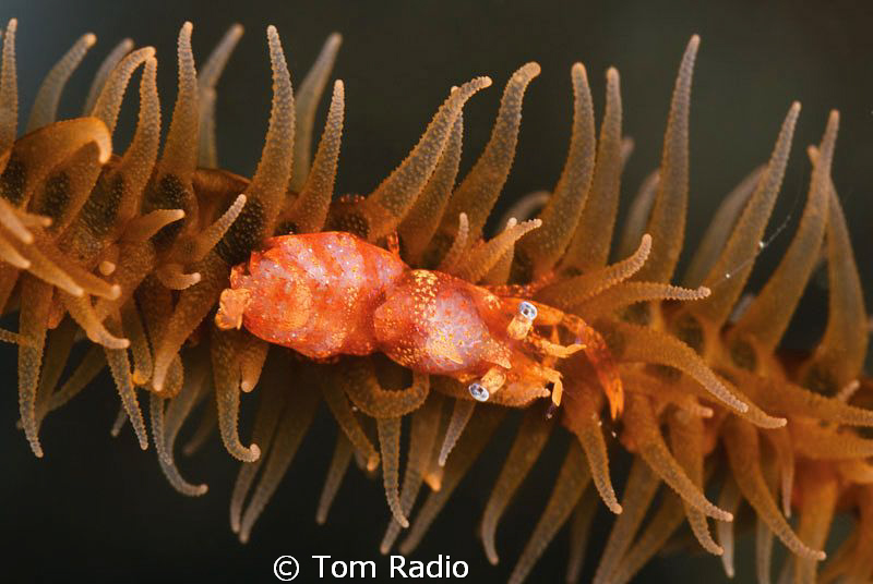 Whip Coral Shrimp
Sulawesi, Indonesia by Tom Radio 