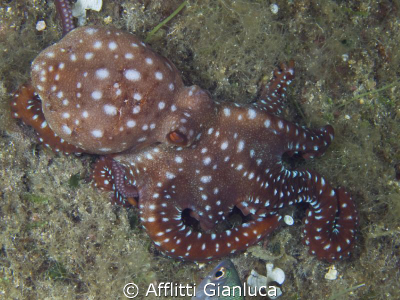 octopus macropus by Afflitti Gianluca 